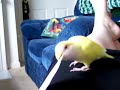 Lovebirds Shredding Paper Lovebirds Shredding Paper