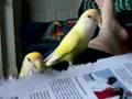 Lovebirds Shredding Paper