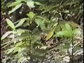 Black Rattlesnake