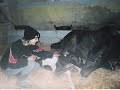 Foaling - birth of pinto filly by ex race horse mare Foaling - birth of pinto filly by ex race horse mare