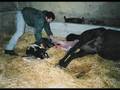 Foaling - birth of pinto filly by ex race horse mare