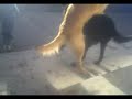 PERROS CAXONDOS PERROS CAXONDOS
