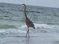 this is a piece that i recorded in 2003 (just a few days after i received the malletkat). i recorded the ocean and bird sounds organically using my breath and various bird whistles. the music is written by wayne gratz. enjoy!
