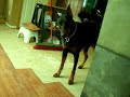 Doberman VS Slippery Floor Doberman VS Slippery Floor