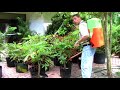 UNIQUE GRANULAR DRY SPREADER --INFOMERCIAL-- UNIQUE GRANULAR DRY SPREADER --INFOMERCIAL--
