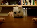 Little Pig Attacked by Big Fluffy Cat  Episode 1