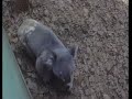 comedy56 afv comedy