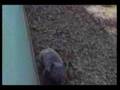 comedy56 afv comedy