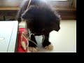 Kitty!! Kitty!!