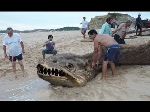 weird marine animals - creatures of the deep ocean - animals wildlife nature Cheers.. & please Subscribe us Although these days everyone is obsessed with zombies and aliens, some o...