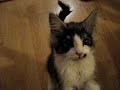 Kattunge prat m.m. Kattunge prat m.m.