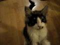 Kattunge prat m.m.