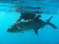 www.turkdivers.com