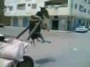 Donkey! Donkey!