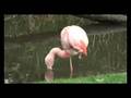Chilean Flamingo