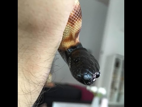 YouTube reptile video