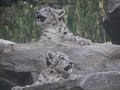 Snow Leopard Family