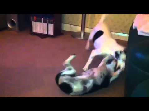 Fighting dogs