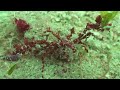 crazy creature, decorator crab1.wmv