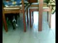 videos de Bull