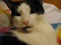 My beloved cat D\ My beloved cat D\