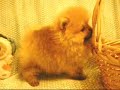 ??? Pomeranian