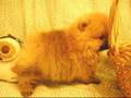 松鼠犬 Pomeranian