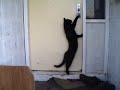 Cat knocks on door Cat knocks on door
