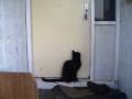 Cat knocks on door