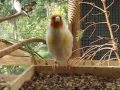 Darrrrek - Breeding Carduelis 46