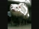 All ferrets