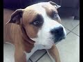 Getting my amstaff puppie Getting my amstaff puppie