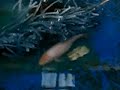 Jog Fish Pond - Episode 9 (Carp Spawning) Jog Fish Pond - Episode 9 (Carp Spawning)
