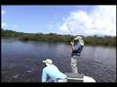 Tarpon in the Everglades Tarpon in the Everglades