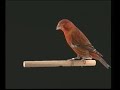 Naturaves - Hibridos 3 (Piquituerto Común x Canaria).avi