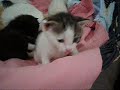 moni und babies aus berga   vermittelt!!!