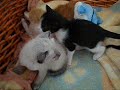 moni und babies aus berga   vermittelt!!!