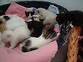 moni und babies aus berga   vermittelt!!!