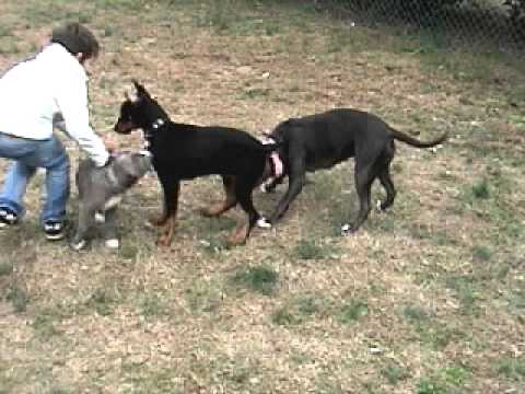 pitbull i doberman