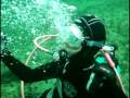 videos de Manatee encounter while diving