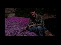 How to Grow and Care for Phlox Video