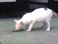 CAT FISH