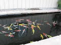 High Desert Koi Ponds Pound Tour High Desert Koi Ponds Pound Tour