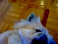 Pekingese listens to music