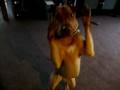 Camera Shy Dog??