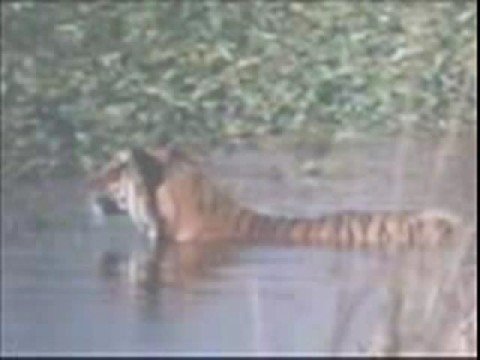 Tiger versus Crocodile. Tiger kills Crocodile. (Tiger is the winner).