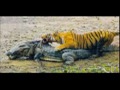 Tiger vs Crocodile. Tiger kills Croc .(Tiger is the winner).
