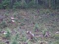 Elk herd in Youbou BC