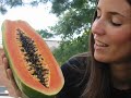 la papaya   solrac