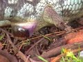 Blue Tongue Lizard Birth